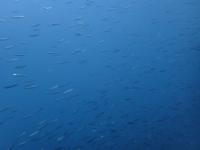 ファイル 1069-2.jpg