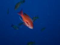 ファイル 2520-4.jpg