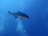 ファイル 2529-5.jpg