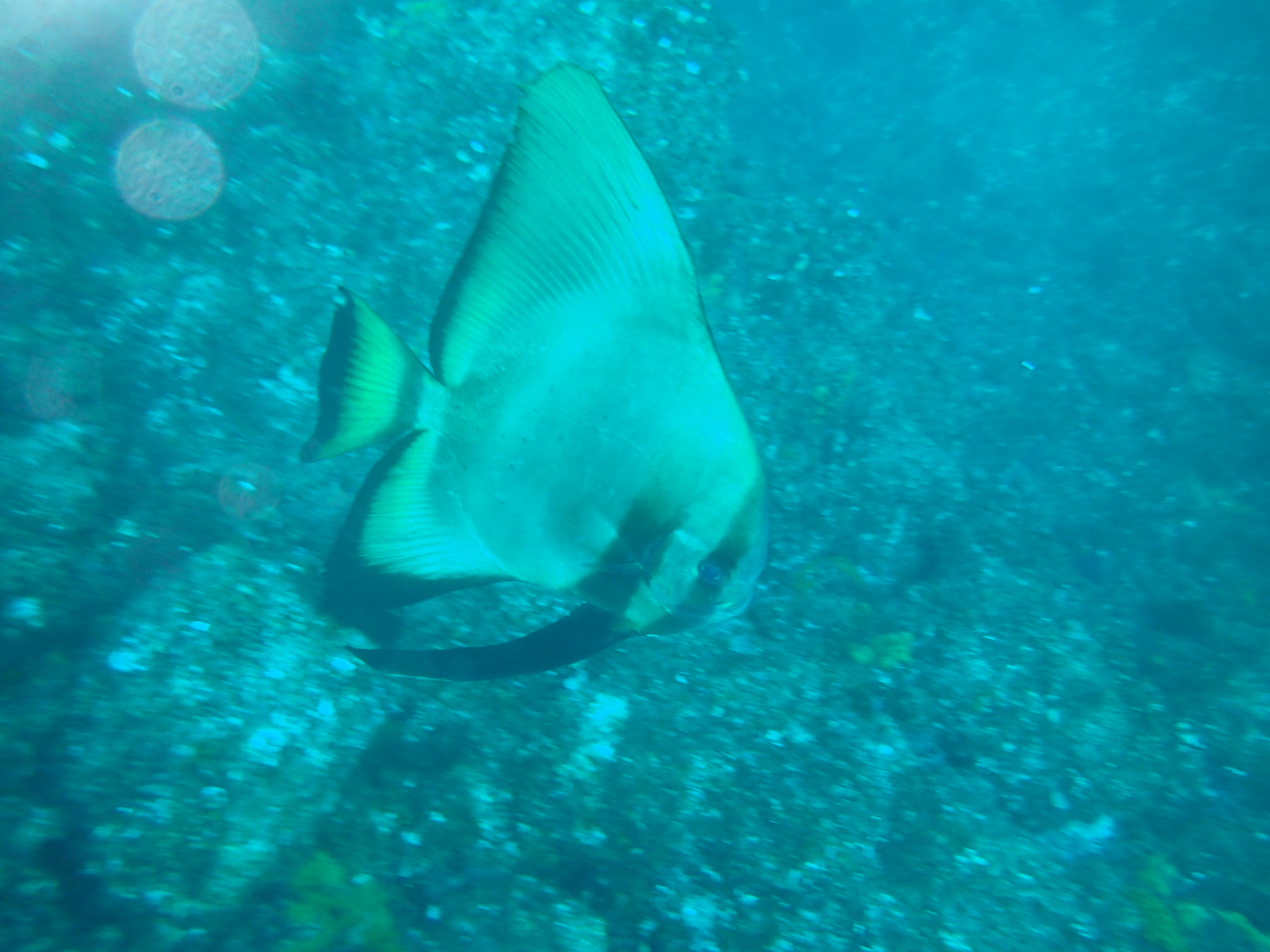 1086-2.jpg
