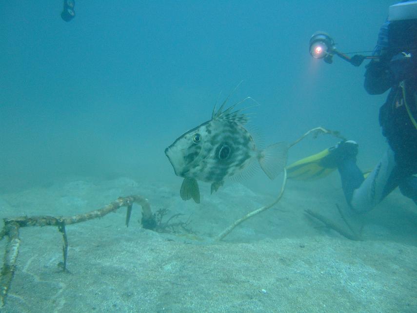 163-1.jpg